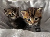 Котята помесь папа Мейн-Кун мама Шотландская скоттиш-страйт, фотография 3