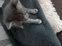 Отдам котят в добрые руки, фотография 3