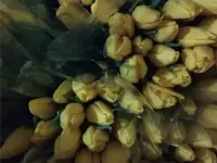 Тюльпаны фиолетовые оптом .Документы., фотография 2