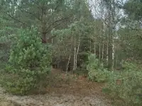 cдам усадьбу -дом возле Минска, Сдам коттедж баню, фотография 7