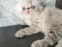 Персидские котята