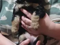 Щенки в добрые руки, фотография 4