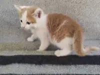 Котята, фотография 3