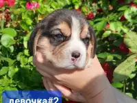 Щенки Бигля., фотография 5