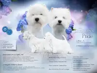 Щенки вест хайленд вайт терьер с шоу перспективой, фотография 2