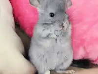 Грызуны оптом разные., фотография 2
