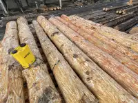 Кедр кругляк