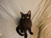 Черная кошечка котенок Фелиция в поисках семьи и дома!, фотография 12