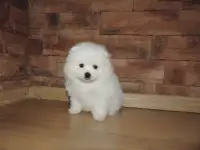 Померанский чистокровный шпиц