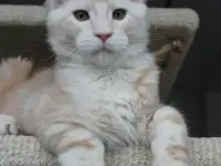 Мейн-кун котенок!, фотография 6