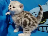 Котенок шотландский кошечка., фотография 2