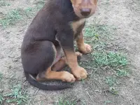 Щенки немецкого пинчера