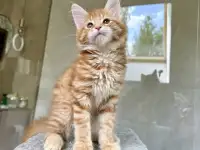 Крупный мальчик мейн-кун, фотография 3