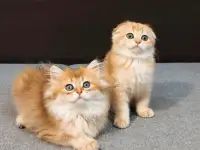 Шотландский мальчик, фотография 7