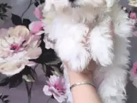 Щенки Мальтийской болонки, фотография 2