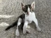 Отдам котенка в добрые руки