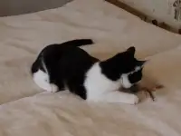 Домашний котенок 4мес. Умный, чуткий, заботливый, веселый, разговаривает, фотография 11