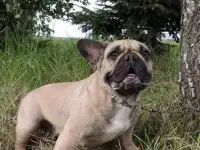 Девочка французский бульдог, фотография 5