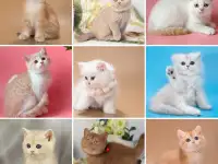 Британские Котята От Чемпионов - Много окрасов!, фотография 7