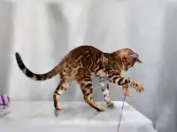 Шикарная бенгальская кошечка, фотография 3