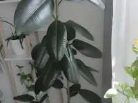 Фикус Каучуконосный