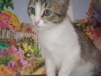 Молодой кот в подарок., фотография 2