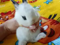 Декоративные кролики, фотография 4