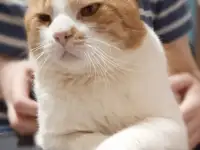 Чудесный рыжий котик Бонечка ищет дом и семью!, фотография 9