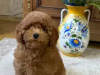 Продажа  пуделей, фотография 2