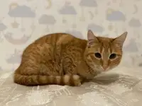 Рыжая кошечка котенок Мандаринка ищет дом и семью!, фотография 3