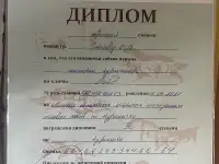 Щенки Курцхаара, фотография 7