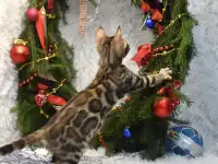 Маленькие бенгальские котята: мальчик, фотография 5