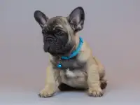 Милые французики, фотография 9