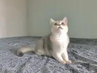 Шотландская кошка голубая золотая шиншилла, фотография 8