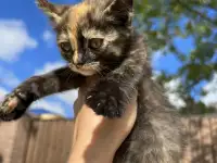 Котёнок (1 мес) в дар