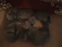 Продам британских котят, фотография 10