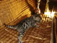 Роскошные бенгальские котята, фотография 7