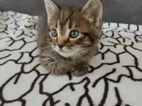 Котята в дар