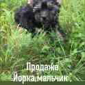 Щенки Йорка, фотография 2