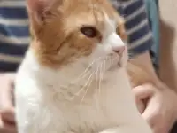 Чудесный рыжий котик Бонечка ищет дом и семью!, фотография 10