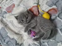 Британские короткошерстные котята, фотография 5