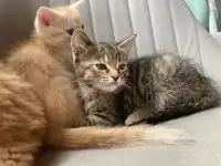 Котики, фотография 2