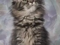 Котята Мейн-кун, фотография 3