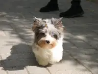Йорк Блюмерле, фотография 4