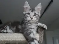 Очаровательная кошечка Мейн-кун!!!, фотография 7