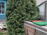 Туя 2м 80 см, фотография 2