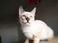 Бенгальские котята снежные барсы, фотография 8