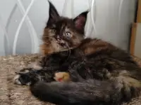 Мейн кун котята, фотография 10
