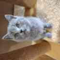 Шотландские котята, фотография 2