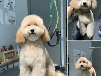 Стрижка собак в Минске, фотография 3